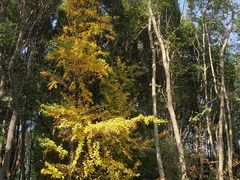 -昆山城市生态森林公园