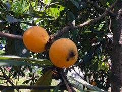 -塘栖枇杷特色园区