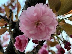 -高东镇樱花园
