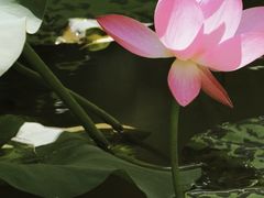 -洛阳市隋唐城遗址植物园