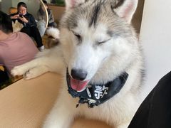 -Husky Go! 哈士奇体验馆·宠物咖啡厅狗咖