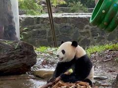 -都江堰中华大熊猫苑