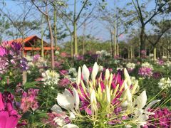 -广东花都香草世界旅游度假区