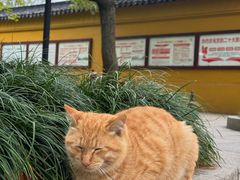 -西园戒幢律寺