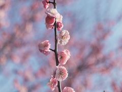-花开海上生态园