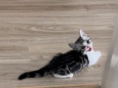 -欣宠猫屋·矮脚拿破仑·蓝金金渐层