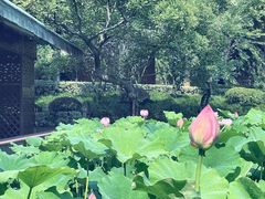 -陈家山荷花公园