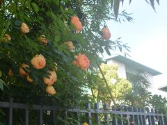 -杭州观成实验学校