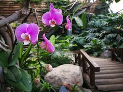 -北京植物园-展览温室