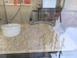 -Moni星球萌宠·小马宝莉·灵蛇·高端高阶全萌宠互动体验俱乐部(红豆国际广场店)