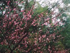 -杭州半山国家森林公园