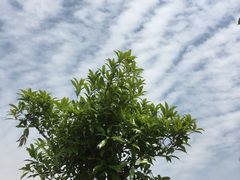 -上海望仙安息园