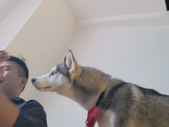 -Husky Go! 哈士奇体验馆·宠物咖啡厅狗咖