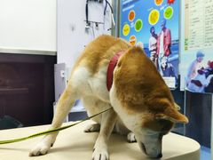-顺强宠物诊所·狂犬免疫·夜诊·骨科(嘉定店)