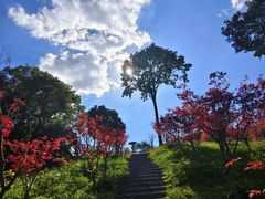 -广州市帽峰山景区