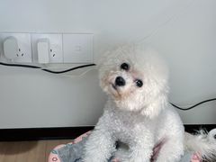 -帕帕拉兹宠物(亚洲旗舰店)