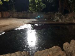 -清迈夜间动物园