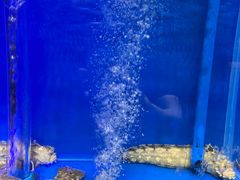 -南山鲜虾面·活鲜小馆·海味大连菜(南山总店)