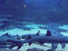 -烟台海昌鲸鲨海洋公园