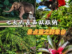 -野象谷景区