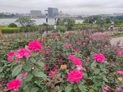 -立新湖公园