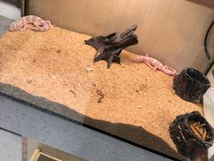-momokira米努特·德文卷毛猫·棉花面纱犬