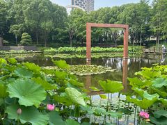 -陈家山荷花公园