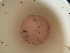 -Fvacee 福万斯柠檬茶·咖啡(狮山店)