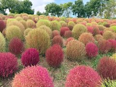 -春花秋色城市公园