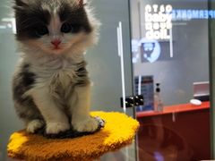 -babydoll猫舍·米努特·德文·缅因(久光中心店)