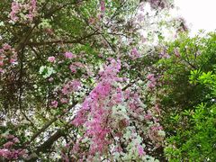 -深圳国际园林花卉博览园