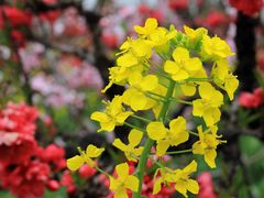 -南汇桃花村