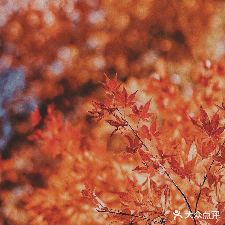 秋日碎片🍂日系暖调电影感滤镜|摄影调色