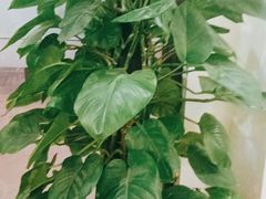 -张钰强中医正骨推拿连锁(唐家人才公寓店)