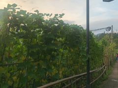 -雅安上里古镇
