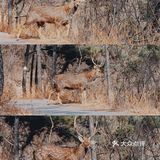 冬季大连|"林深时见鹿"在白云山真可以实现！