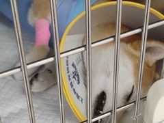 -申普宠物医院·心脏介入·心血管微创(总院)