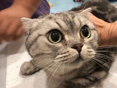-萌兽医馆·犬猫专科·眼科中心·宠物医院(朝阳门分院)