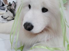 -星多哈·狗咖·拼豆·咖啡