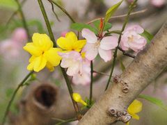 -高东镇樱花园
