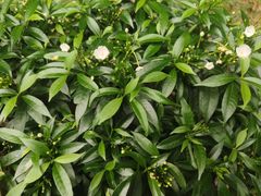 -槟城植物园