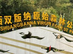 -西双版纳原始森林公园