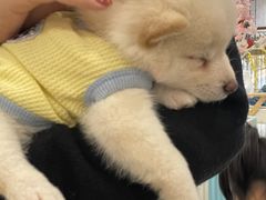 -柴犬小屋·柴餐厅·狗咖食堂(金鼎广场店)