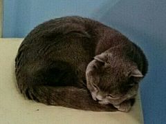 -喵的天空名猫咖啡馆·撸猫·猫舍·用品