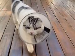 -萌兽医馆·犬猫专科·眼科中心·宠物医院(朝阳门分院)