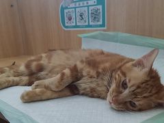 -瑞派长江宠物医院·猫科·外科·24小时夜护(谊城公寓分院)