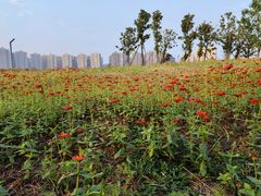 -洋湖国家湿地公园