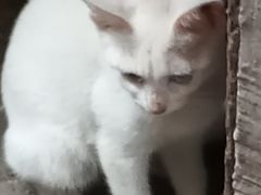 -爱妮康宠物医院·干细胞免疫细胞·肿瘤·心脏(张江店)