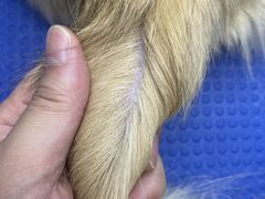 -PETKIT小佩宠物·低压洗护(国顺东路店)