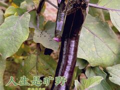 -阳台山森林公园